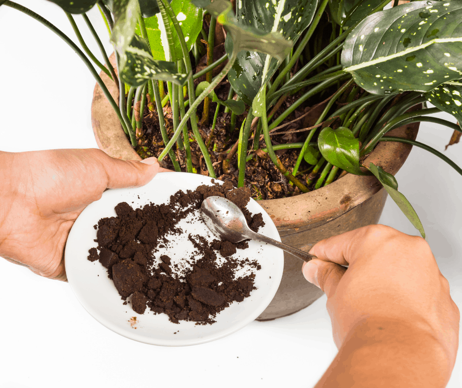 coffee grounds in plants