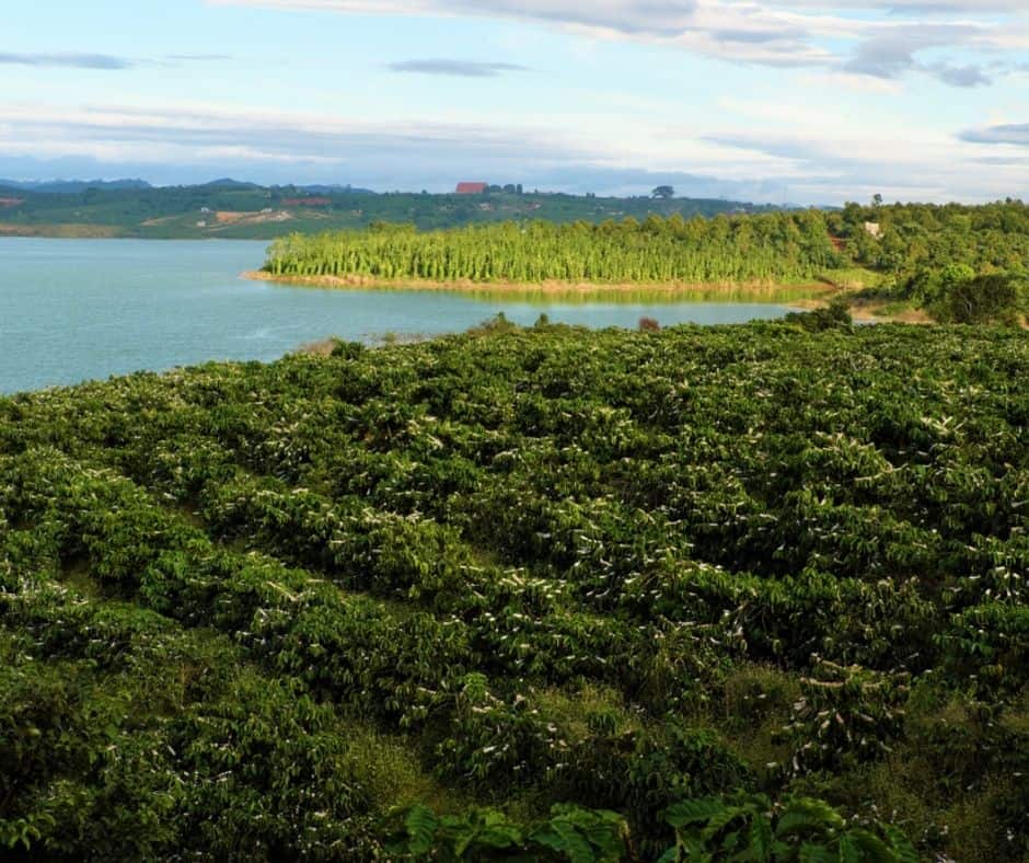 coffee fields in vietnam