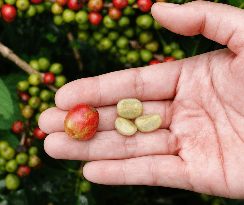coffee cherry and the beans inside