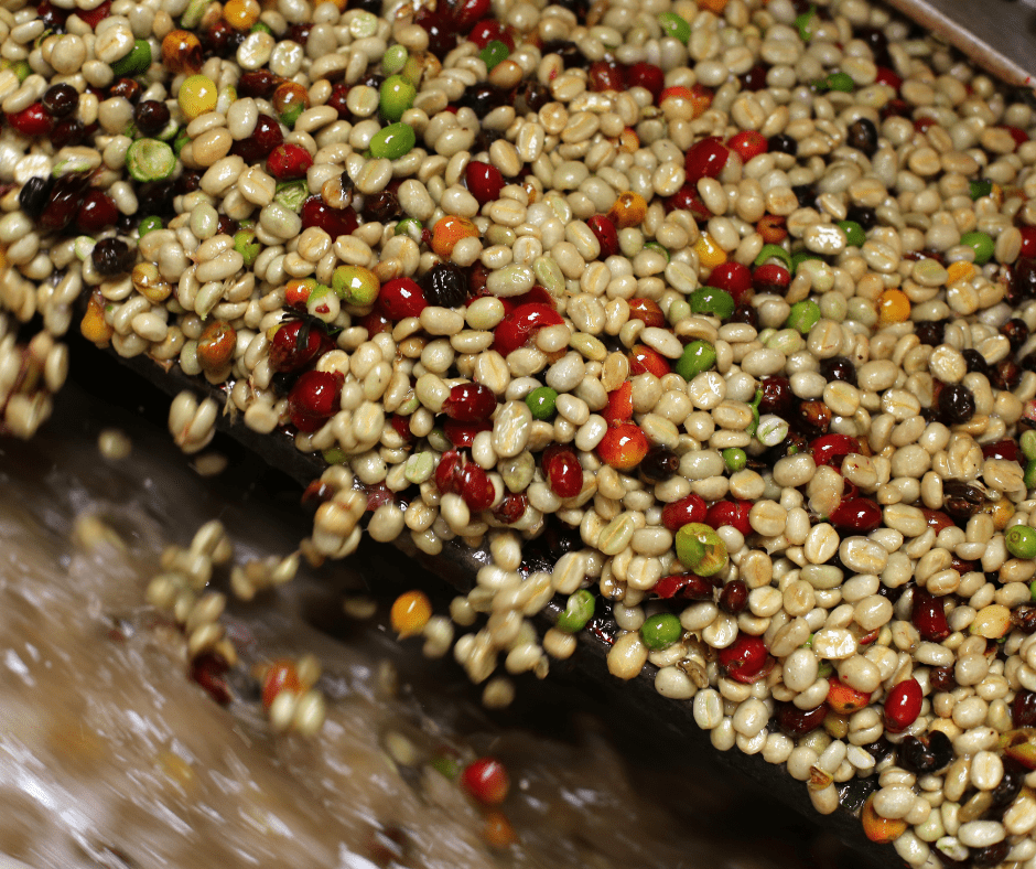 raw coffee beans being washed