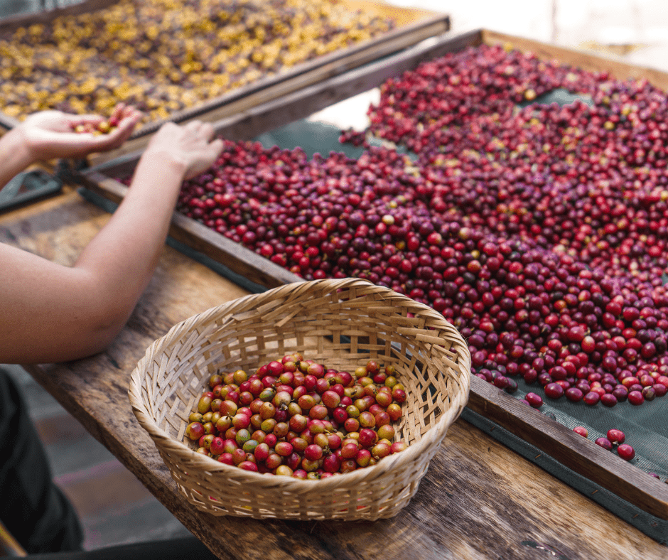 coffee farmer