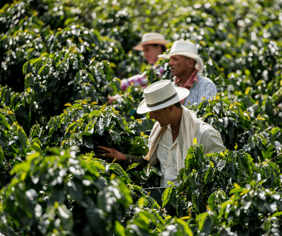 coffee farmers