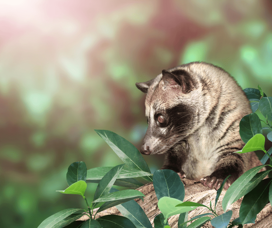 asian palm civet