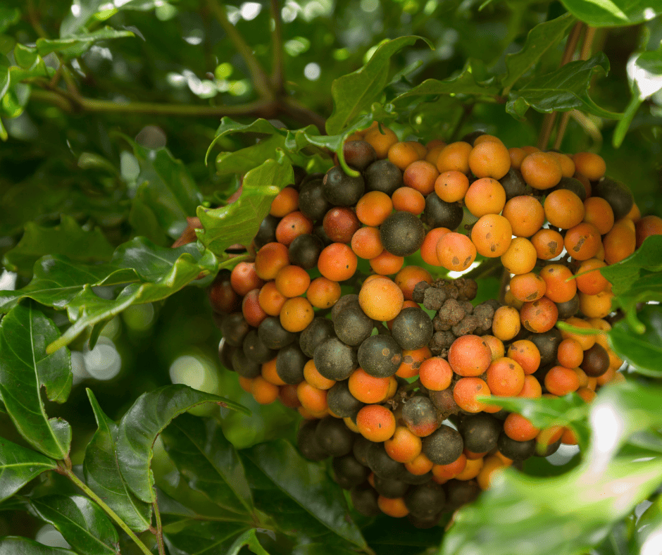 Kona coffee