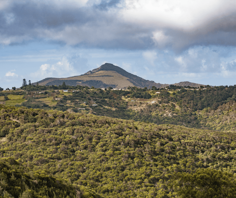 coffee beans located in Saint Helena