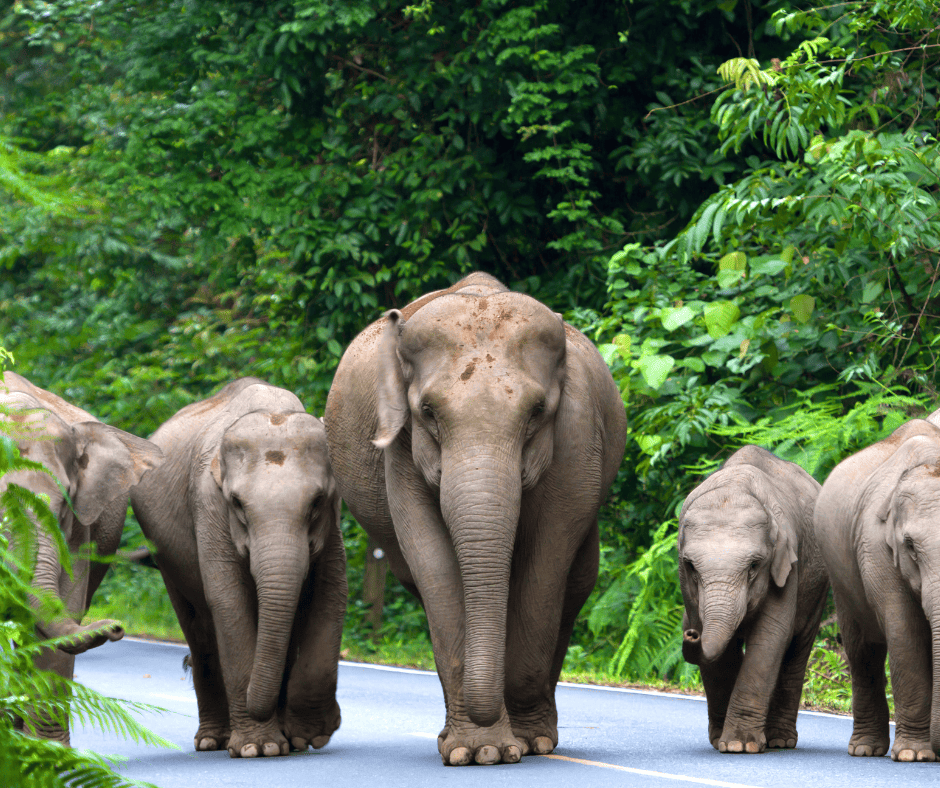 black ivory coffee comes from elephants found in northern Thailand