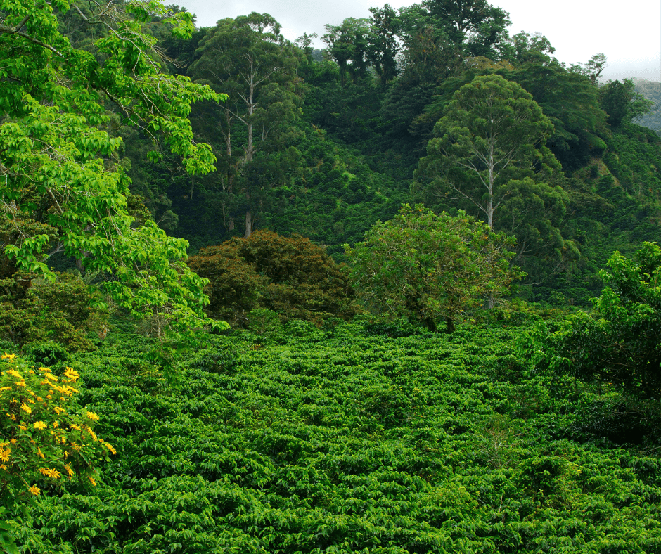 coffee plants growing geisha beans in Panama