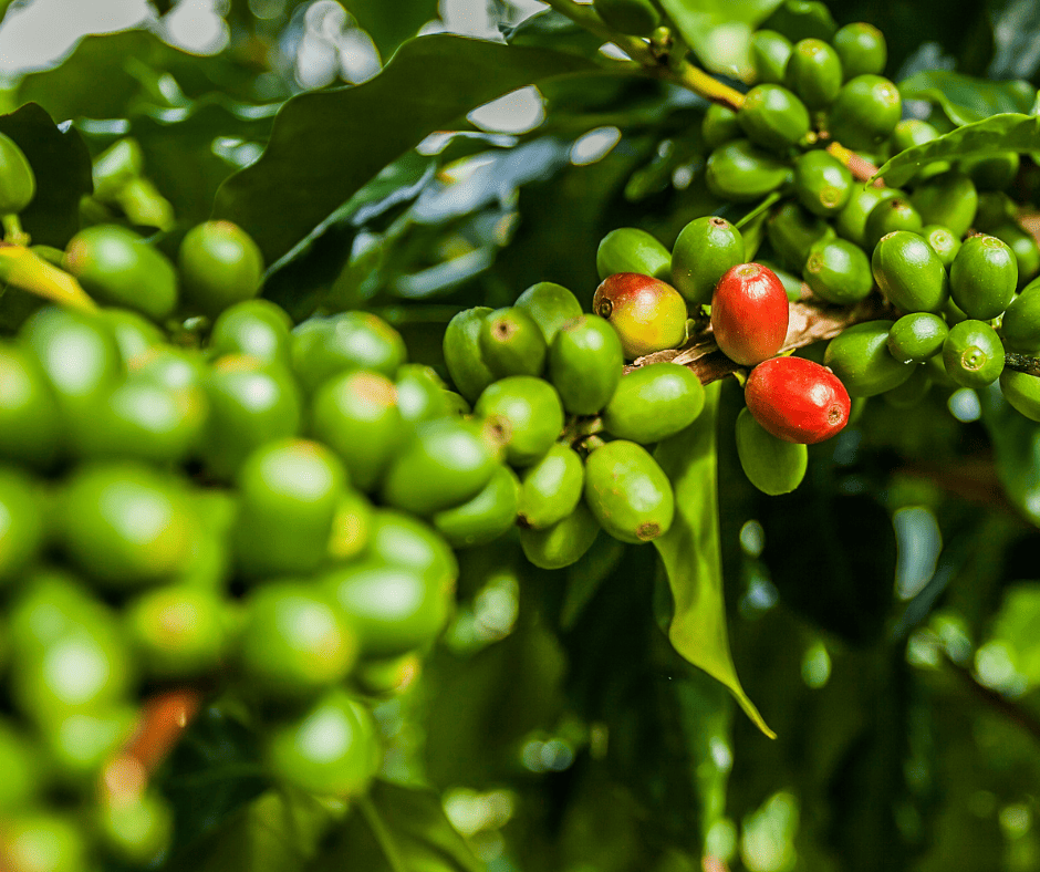 Jamaican blue moutain coffee cherries