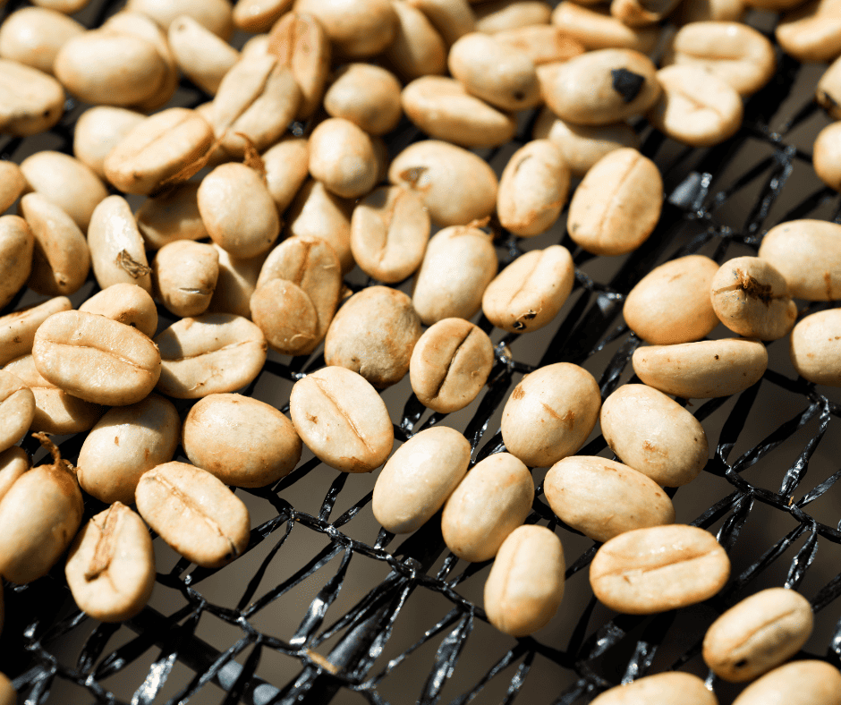 coffee beans ready for roasting