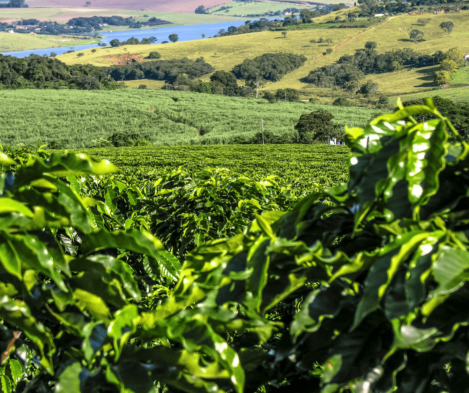 coffee plantation in brazil