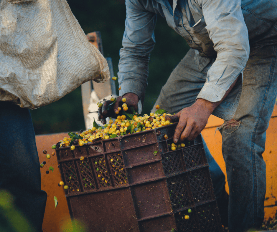 traditional coffee production