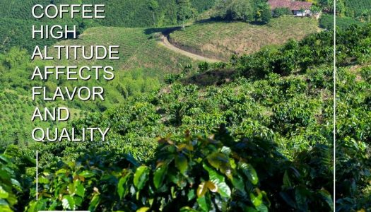 How High Altitude Coffee Affects Flavor and Quality