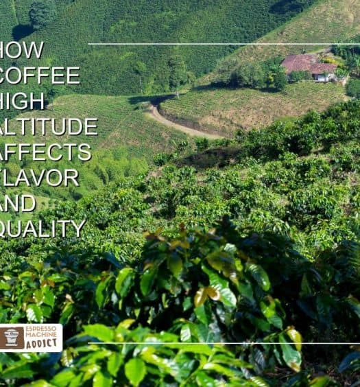 How Coffee High Altitude Affects Flavor and Quality