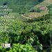 How Coffee High Altitude Affects Flavor and Quality