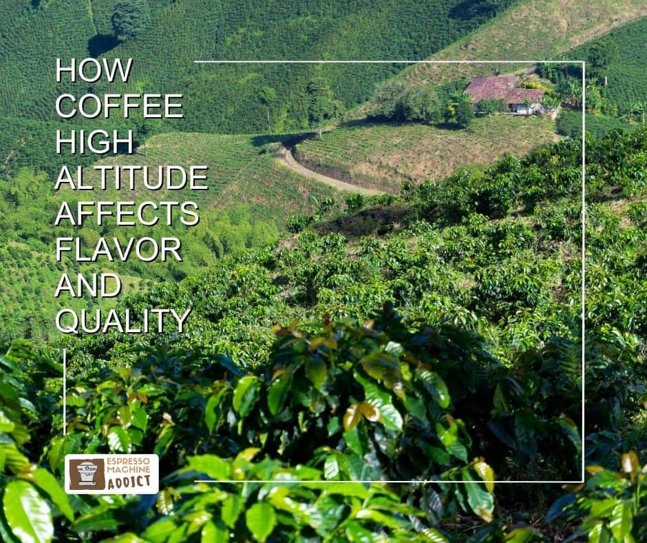How Coffee High Altitude Affects Flavor and Quality
