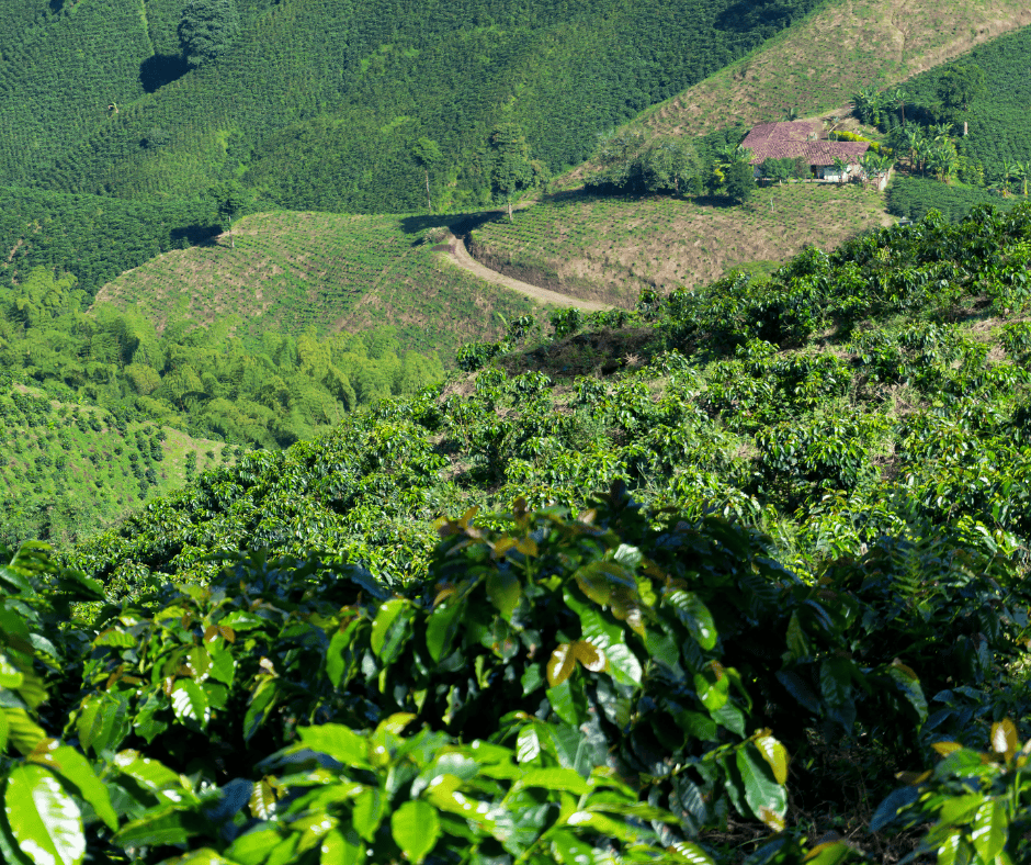 coffee high altitude from a Colombian coffee plantation