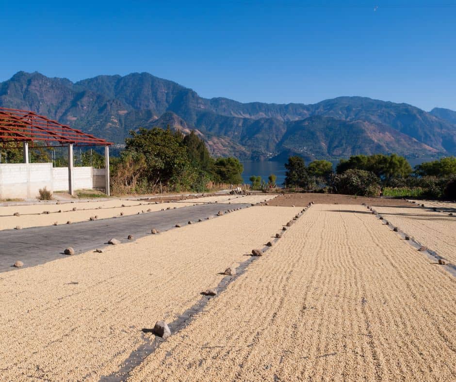drying out coffee beans in San Pedro La Laguna, Guatemala